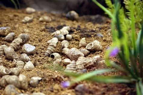 重大发现！昆明人3000年前就吃滇池螺蛳，吃完的壳堆成“山”_手机新浪网