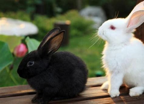 菜市场发现野兔售卖，真的是野兔吗？请你来看|野兔子|野兔|兔子_新浪新闻