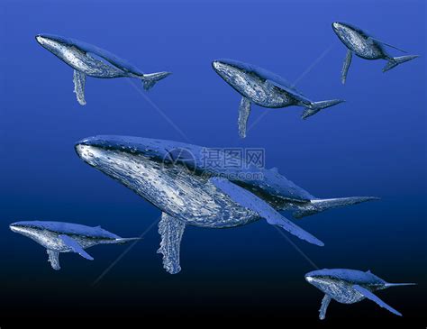 驼背鲸微光蓝色鲸鱼鲸目座头鲸哺乳动物虚幻插图海洋动物高清图片下载-正版图片321276053-摄图网
