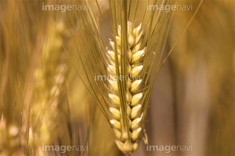 【はだか麦】の画像素材(41181030) | 写真素材ならイメージナビ