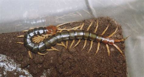 蜈蚣又被称作什么，主要分布在哪里 - 农敢网