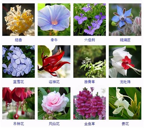 花卉品种图及名称大全（432种花卉品种图鉴分享） - 胖萌舍宠物网