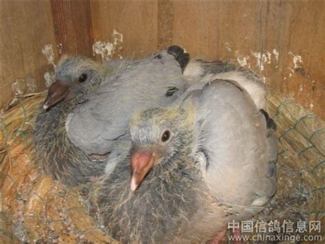 08年5月23日幼鸽写真照--中国信鸽信息网相册