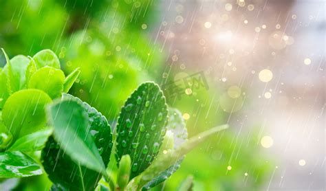 雨水：细雨绵绵 草木萌动-中国天气网