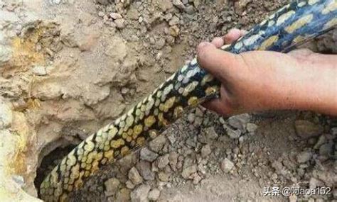 农村看到大王蛇的洞， 那么蛇洞一般有多深， 要挖多久能才找到蛇_菜花_老鼠_生活