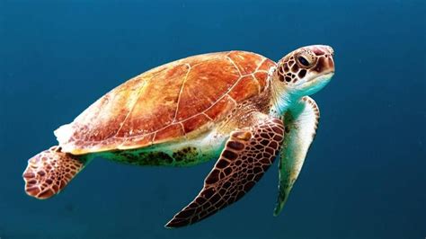 【海洋生物 ~摄影图片】生态摄影_太平洋电脑网摄影部落