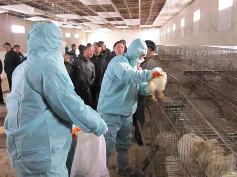 俄罗斯2018年有14个地区发现高致病性禽流感疫情 - 2018年8月31日, 俄罗斯卫星通讯社