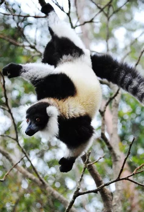 身手不凡！马达加斯加狐猴“从天而降”跟摄影师抢相机_新浪图片