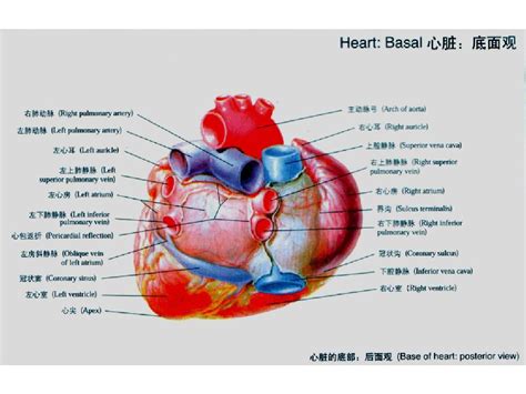 人体心脏解剖图PNG图片素材下载_人体PNG_熊猫办公