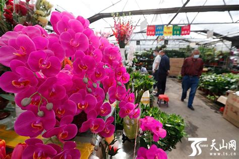 乌鲁木齐明珠花卉市场开业，“花市逛一圈，感觉很美好”-天山网 - 新疆新闻门户
