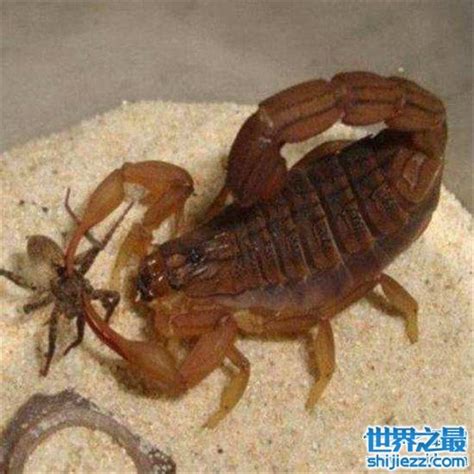 世界10种最毒动物之蝎子_新浪旅游_新浪网