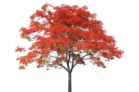 一棵红色的枫树高清图片下载-正版图片600145732-摄图网