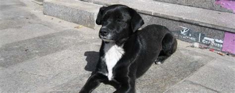 草地上美丽的大黑狗高清图片下载-正版图片502539005-摄图网