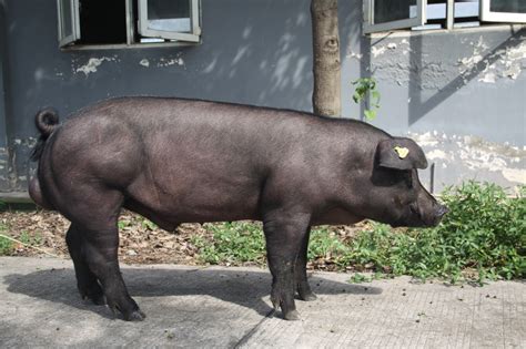 九龙建成繁育养殖一体化生猪养殖场 住楼房吹空调有地暖 这里的猪儿“待遇”很特别 藏地阳光新闻网