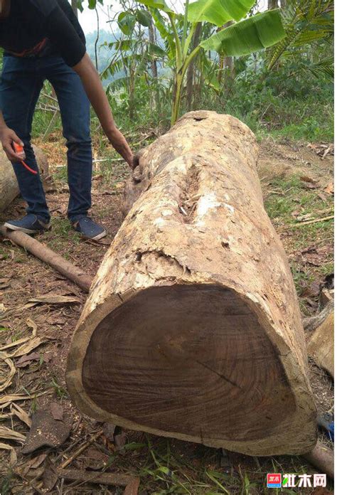 阔叶黄檀「印尼黑酸枝」的特点及价值！【木材圈】 - 木材专题 - 木材圈