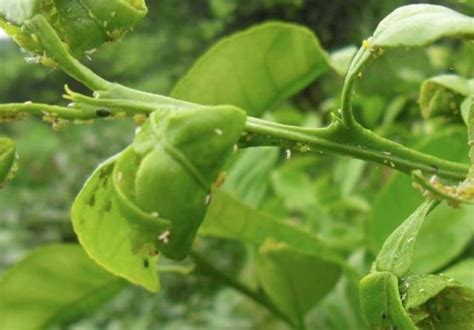 西瓜蚜虫危害症状、发生规律及防治措施