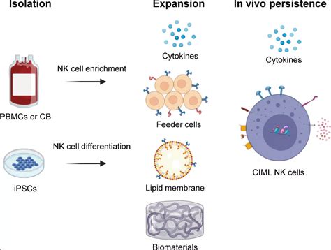 CAR-NK四种细胞来源及优缺点 和CAR-T细胞不同，NK细胞生命周期短，体内扩增受限，因而提高了其安全性，即使是异体细胞过继治疗，也相对 ...