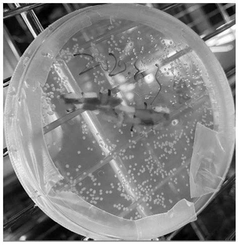 [题目]关于噬菌体侵染细菌的实验说法错误的是A. T2噬菌体是一种病毒.没有细胞结构B. 实验中离心的目的是让上清液析出重量较轻的T2噬菌体 ...