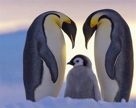 除了企鹅，你还认识哪些南极动物？ - 知乎