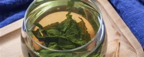 【桑叶茶】桑叶茶的药用价值与副作用_桑叶茶的做法与功效_绿茶说