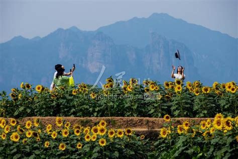 浙江永嘉：百亩向日葵盛开迎客来-人民图片网