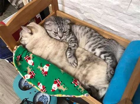 为什么猫咪喜欢睡门口？猫咪为什么喜欢睡房门口-猫猫狗狗-东江宠物网