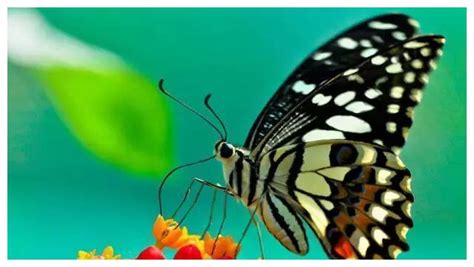 蝴蝶吃什么食物：成虫大多以花蜜为食（幼虫主要吃植物叶子）-趣农笔记