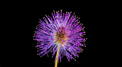 印尼发现世界最大花朵，花瓣直径超过1.1米_奇闻怪事_百战网