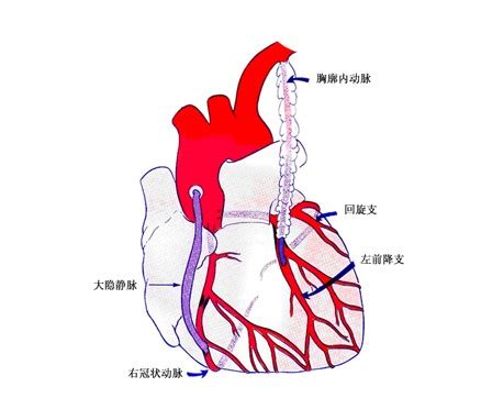 心脏分布图图片