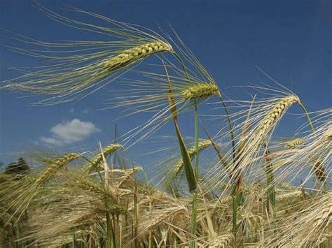 大麦的生长期为多长时间？ - 农业种植网
