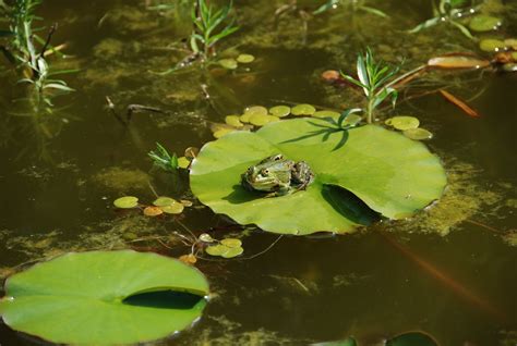 池塘里的青蛙,池塘里的青蛙简笔画,池塘边的青蛙_大山谷图库