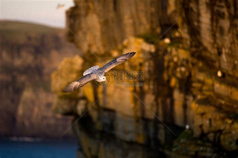 海鸥在悬崖边飞翔高清图片下载-正版图片501821290-摄图网