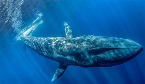蓝鲸的图片(世界上最大的海洋蓝鲸图片)_视觉癖