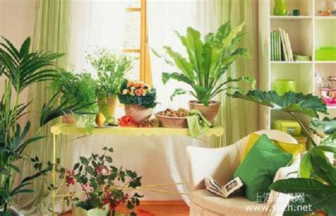 卧室放什么植物好，最适合放卧室的植物推荐-上海装潢网