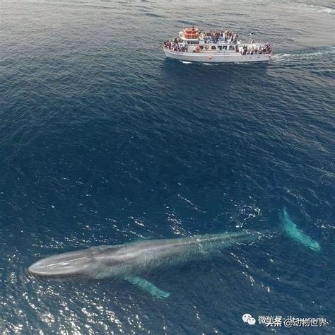 蓝鲸是地球有史以来最重的动物吗？或许有一种动物超过了它