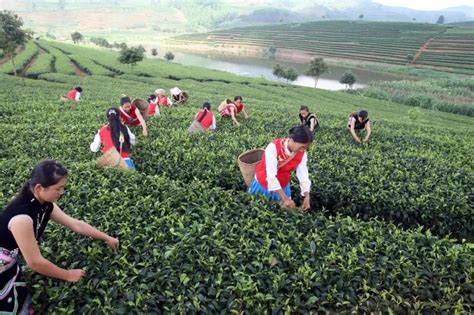 普洱茶生产者市场细分-普洱茶发展现状和市场分析(11月更新/今日推荐)2022已更新 - 茶叶