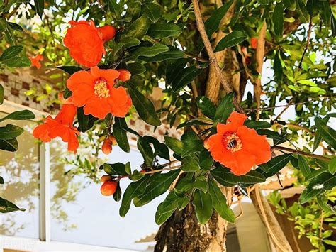 盘点庭院十大吉祥之树（家里种这10种树风水最好） - 花晓网