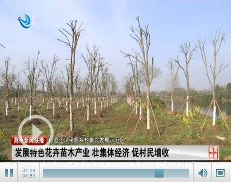 苗木种植-苗木种植绿化工程-广州清绿春园林绿化工程有限公司