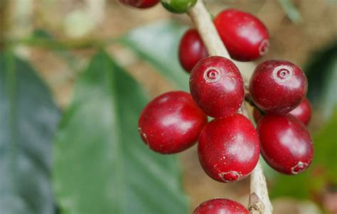 Ethiopia Guji 4 Natural Royal Select Water Decaf | | Royal Coffee