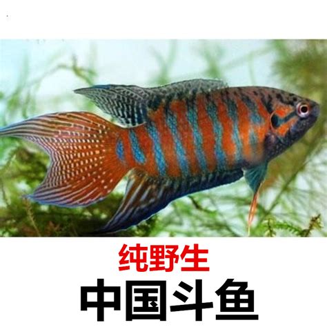 中国斗鱼种类大全,淡水鱼种类大全,海鱼种类名称图片大全_大山谷图库