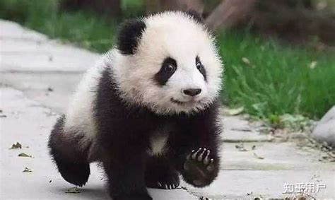 成都熊猫基地上演「功夫熊猫」名场面，国宝大熊猫能有多萌多可爱？ - 知乎
