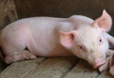 今日生猪市场评析：猪价继续维持稳定 市场供需僵持局面延续，猪肉“举足轻重”的作用并不是说说而已！