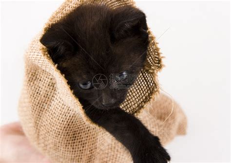 袋子里的小黑猫高清图片下载-正版图片504771266-摄图网