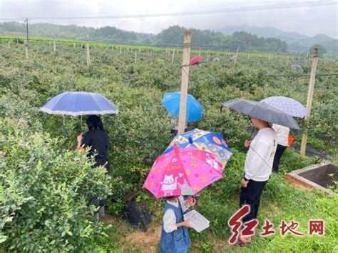 中国人寿长汀县支公司开展助农销售蓝莓采摘活动_社会民生/人物故事_龙岩电视台