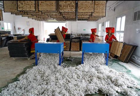 广西宜州上半年桑蚕茧丝绸产业产值达8亿元-新闻中心-世界丝绸网-具有全球化特质的“互联网丝绸之路”