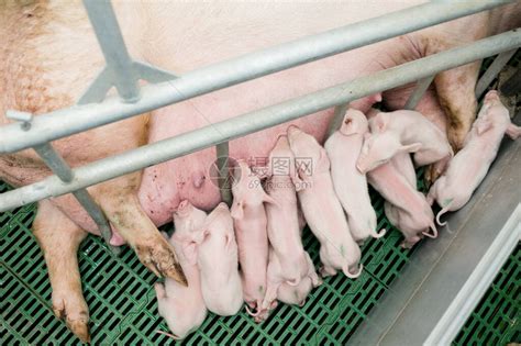 可爱的小猪崽高清图片下载-正版图片600295151-摄图网