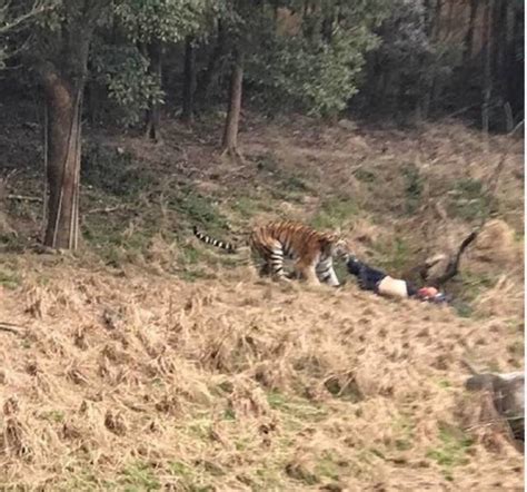 北京动物园老虎咬死人了!太可怕了!疑因一名女游客吵架后