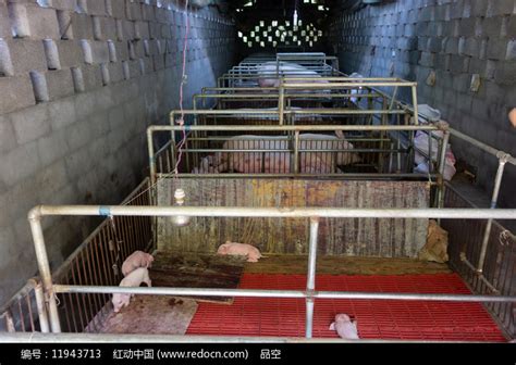 重庆巫山农村生猪繁殖场圈养的小猪高清图片下载_红动中国