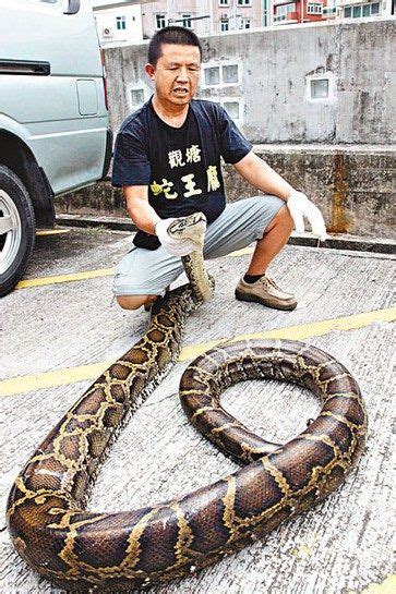 香港多处发现蛇踪迹 逾120岁百斤巨蟒被活擒_新浪新闻