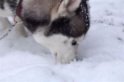 西伯利亚雪橇犬为何又叫“哈士奇”呢? 哈士奇名字的由来|哈士奇|西伯利亚|由来_新浪新闻